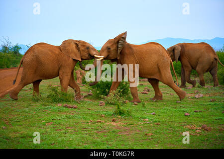 Afrikanische Tiere, Löwen, Zebras, Gnus, Elefanten, Kälber, Giraffe, Vögel, Sterne, Sonnenuntergang, Sonnenaufgang Stockfoto