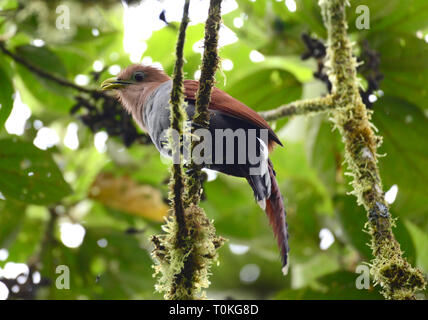 Schöne Eichhörnchen Kuckuck (Piaya cayana) auf einem Baum im Regenwald von Panama gehockt Stockfoto