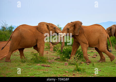 Afrikanische Tiere, Löwen, Zebras, Gnus, Elefanten, Kälber, Giraffe, Vögel, Sterne, Sonnenuntergang, Sonnenaufgang Stockfoto