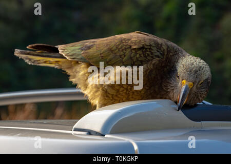 Kea in Neuseeland Stockfoto