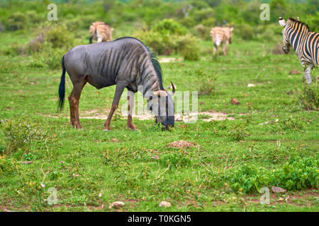 Afrikanische Tiere, Löwen, Zebras, Gnus, Elefanten, Kälber, Giraffe, Vögel, Sterne, Sonnenuntergang, Sonnenaufgang Stockfoto