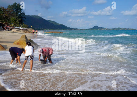 Thailändische Frauen Graben für Muscheln am Strand Lamai Beach, Koh Samui, Golf von Thailand, Thailand Stockfoto