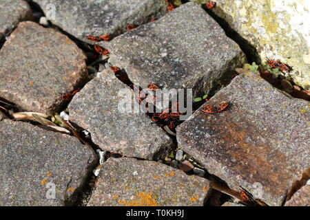 Brandstifter close up oder Makro. Pyrrhocoris apterus. Stockfoto