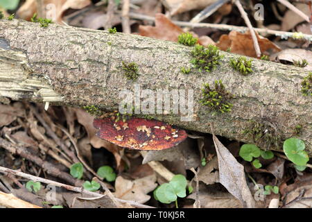 Eine alte Pilze (Fistulina leberblümchen) auch als Ox Zunge oder Beefsteak und Moos wächst auf einem toten Zweig bekannt Stockfoto