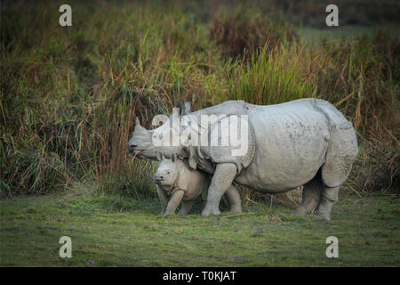 Mutter und Baby indische Nashorn an kazhiranga Nationalpark, Assam, Indien Stockfoto