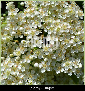 Nahaufnahme der perfekte White hawthorn Knospen und Blüten gut von der Sonne beleuchtet. Stockfoto