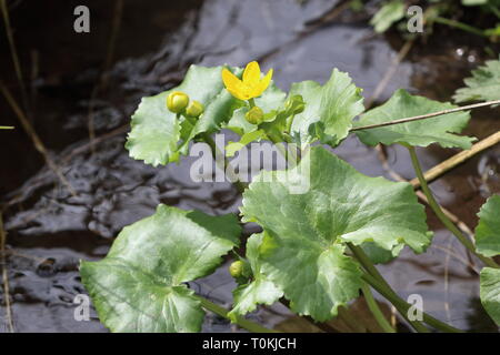 Caltha palustris, bekannt als Marsh-Marigold und kingcup wächst an der Seite von einem kleinen Bach im Wald Stockfoto