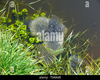Grasfrosch Eiern in einem Teich Prairie Fouzon Frankreich