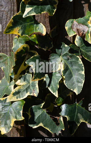 Rapid wachsenden Efeu, Hedera helix Gletscher durch einen Zaun in einem Garten in Alsager Cheshire England United Kingdom UK Wachsende Stockfoto