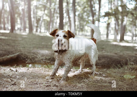 FUNNY DIRTY JACK RUSSELL HUND SPIELEN IN ein SCHLAMMLOCH. Stockfoto