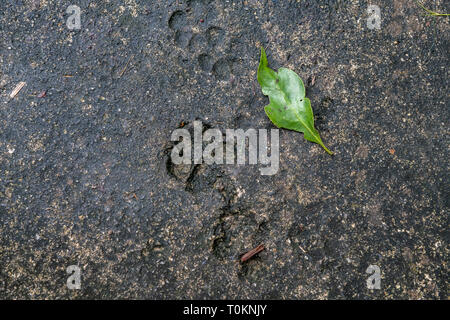 Spuren von Tieren, Hunde, Katzen auf Asphalt. Spuren von Tieren in der Straße Fliesen, Texturen und Hintergründe, grauem Beton, grünes Blatt. Stockfoto