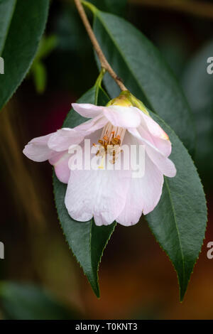 Kleine rosa Blume der Hardy immergrüner Strauch, Camellia cuspidata x saluenensis 'Winton' Stockfoto