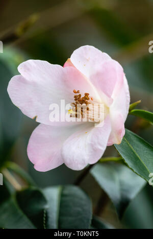 Kleine rosa Blume der Hardy immergrüner Strauch, Camellia cuspidata x saluenensis 'Winton' Stockfoto