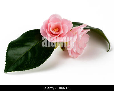 Twin Blüten der semi Double pink Camellia japonica 'Magnoliaeflora" auf weißem Hintergrund Stockfoto