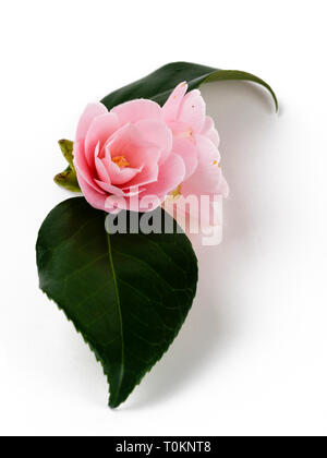 Twin Blüten der semi Double pink Camellia japonica 'Magnoliaeflora" auf weißem Hintergrund Stockfoto