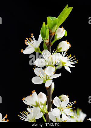 Weiße Blumen der Schlehe, Prunus Spinosa, vor einem schwarzen Hintergrund Stockfoto