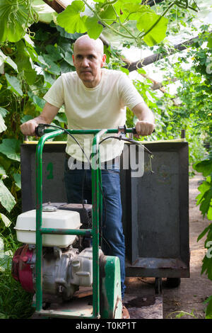 Portrait von ausgewachsenen männlichen Gärtner bei der Arbeit im Gewächshaus Stockfoto