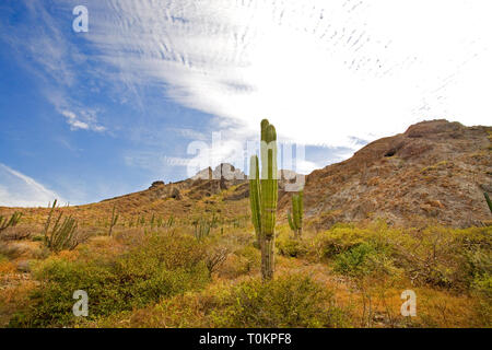 Cardon Kaktus, Pachycereus pringlei, auch als Mexikanische Riese cardon oder Elefant Cactus bekannt, bedeckt, einem Hügel im Süden der Baja Califo Stockfoto