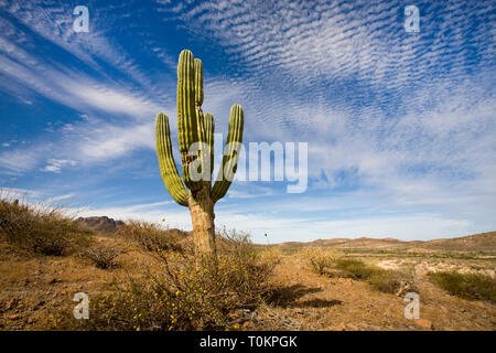 Eine alte, fast perfektes Exemplar von Pachycereus pringlei, auch bekannt als mexikanische Riese cardon oder Elefant Kaktus, wächst im südlichen Bereich von Ba Stockfoto