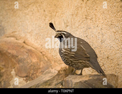 Ein männlicher Kalifornien Wachtel, Callipepla californica, in der Wüste im südlichen Baja, Mexiko Stockfoto