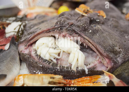 Hässliche Fisch mit Calamari im Maul auf der Anzeige Stockfoto