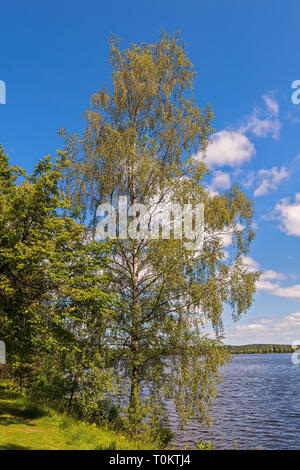 Die Birke am Ufer des Vuoksi River in der Nähe der Stadt Imatra. Finnland Stockfoto