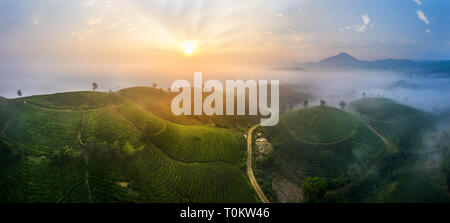 Luftaufnahme von Lange Coc Kaffee Hügel, grüne Landschaft Hintergrund, grüne Blätter. Tan Son, Phu Tho, Vietnam Stockfoto