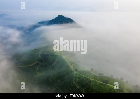 Luftaufnahme von Lange Coc Kaffee Hügel, grüne Landschaft Hintergrund, grüne Blätter. Tan Son, Phu Tho, Vietnam Stockfoto