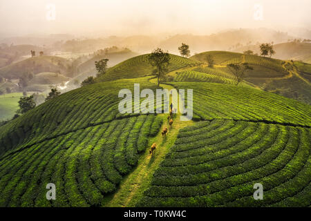 Luftaufnahme von Lange Coc Kaffee Hügel, grüne Landschaft Hintergrund, grüne Blätter. Tan Son, Phu Tho, Vietnam Stockfoto