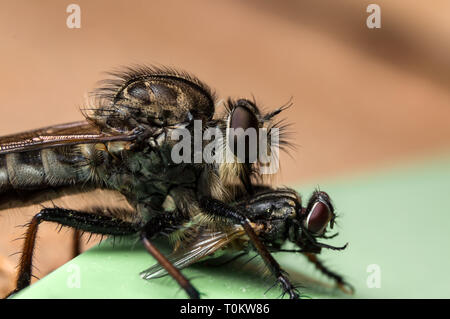 Nahaufnahme Foto von einem Räuber Fliegen (Promachus fitchii) mit Beute. Stockfoto