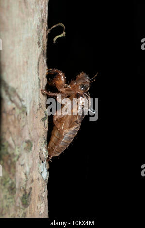 Cicada, Cicadidae Familie, geschmolzene Exoskelett-Exuviae nach der Eklyse am Baum, Klungkung, Bali, Indonesien Stockfoto