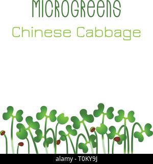 Microgreens Chinakohl. Saatgut packaging design. Keime von Samen einer Pflanze. Vitamin Supplement, veganes Essen Stock Vektor