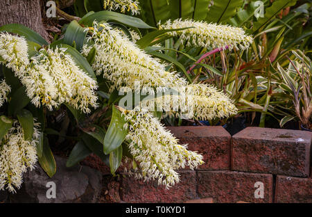 Thelychiton speciosus: ehemals Dendrobium speciosum: Sydney Rock Orchidee. Eine robuste Australische einheimische Orchideen blühen in einem Melbourne Garten. Stockfoto