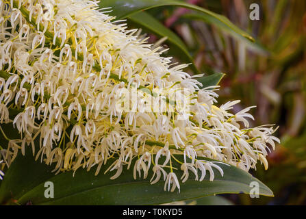 Thelychiton speciosus: ehemals Dendrobium speciosum: Sydney Rock Orchidee. Nahaufnahme der Fein gebildet Blumen schaffen ein spektakuläres Schauspiel. Stockfoto