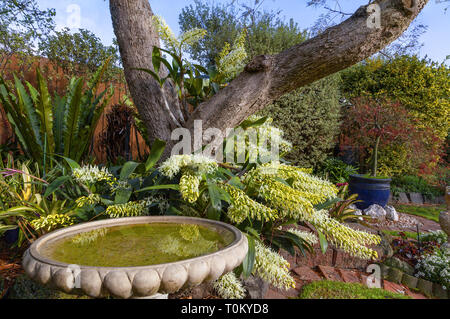 Thelychiton speciosus: ehemals Dendrobium speciosum: Sydney Rock Orchidee. Eine robuste Australische einheimische Orchideen blühen in einem Melbourne Garten. Stockfoto