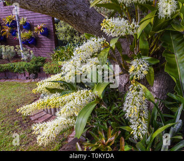 Thelychiton speciosus: ehemals Dendrobium speciosum: Sydney Rock Orchidee. Eine robuste Australische einheimische Orchideen blühen in einem Melbourne Garten. Stockfoto