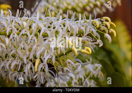 Thelychiton speciosus: ehemals Dendrobium speciosum: Sydney Rock Orchidee. Nahaufnahme der Fein gebildet Blumen schaffen ein spektakuläres Schauspiel. Stockfoto