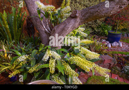 Thelychiton speciosus: ehemals Dendrobium speciosum: Sydney Rock Orchidee. Eine robuste Australische einheimische Orchideen blühen in einem Melbourne Garten. Stockfoto