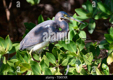 Dreifarbige Heron (Egretta tricolor) in J.N. Ding Darling National Wildlife Refuge, Sanibel Island, Florida, USA Stockfoto