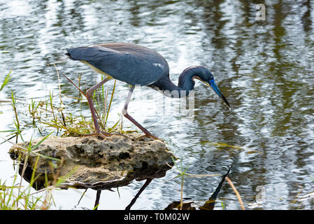 Dreifarbige Heron (Egretta tricolor) Angeln in Shark Valley, Everglades National Park, Florida, USA Stockfoto