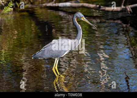 Dreifarbige Heron (Egretta tricolor) Angeln in Shark Valley, Everglades National Park, Florida, USA Stockfoto