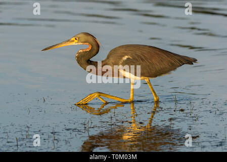 Dreifarbige Heron (Egretta tricolor) waten im Meer vor Tigertail Beach; Marco Island, Florida, USA Stockfoto