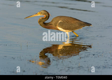 Dreifarbige Heron (Egretta tricolor) waten im Meer vor Tigertail Beach; Marco Island, Florida, USA Stockfoto