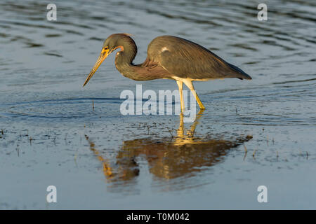 Dreifarbige Heron (Egretta tricolor) Angeln im Meer vor Tigertail Beach; Marco Island, Florida, USA Stockfoto