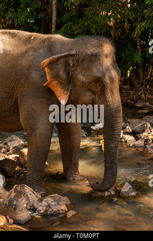 Kambodscha, Provinz Mondulkiri, Sen monorom, Elephant Valley Projekt, ehemaligen Elefant im Fluss Stockfoto