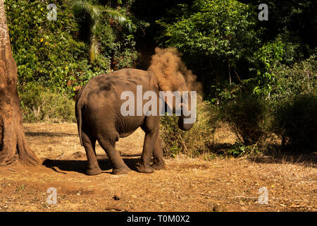 Kambodscha, Provinz Mondulkiri, Sen monorom, Elephant Valley Projekt, ehemaligen elephant Staub auf Rückseite von amtsleitung Stockfoto