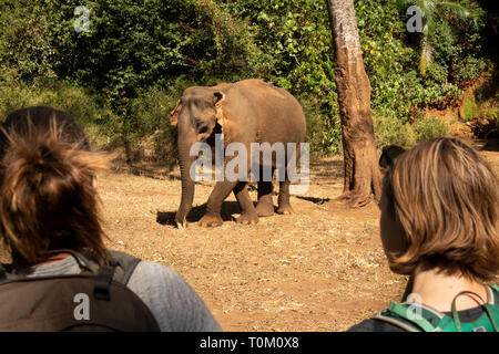 Kambodscha, Provinz Mondulkiri, Sen monorom, Elephant Valley Projektes, Elefanten, die in Forest Clearing Stockfoto