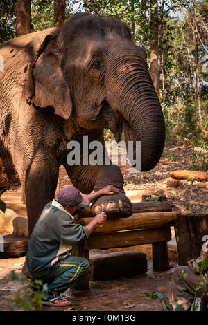 Kambodscha, Provinz Mondulkiri, Sen monorom, Elephant Valley Projekt, Sambo, ehemaligen Tempel Elefanten im Wat Phnom, in Fuß abcess behandelt Stockfoto