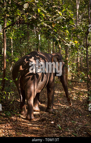 Kambodscha, Provinz Mondulkiri, Sen monorom, Elephant Valley Projekt, Sambo, ehemaligen Tempel Elefanten im Wat Phnom, wandern auf Waldwegen Stockfoto