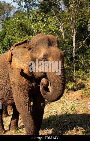 Kambodscha, Provinz Mondulkiri, Sen monorom, Elephant Valley Projekt, Sambo, ehemaligen Tempel Elefanten im Wat Phnom, holding Stick im Kofferraum als Werkzeug zu benutzen, Stockfoto